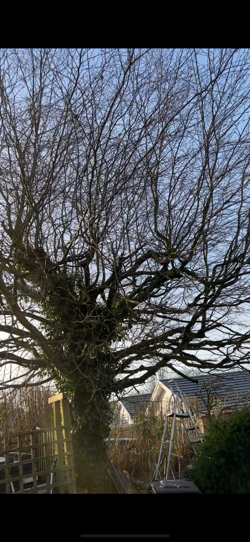 Orchard Tree Surgeon work photo 2