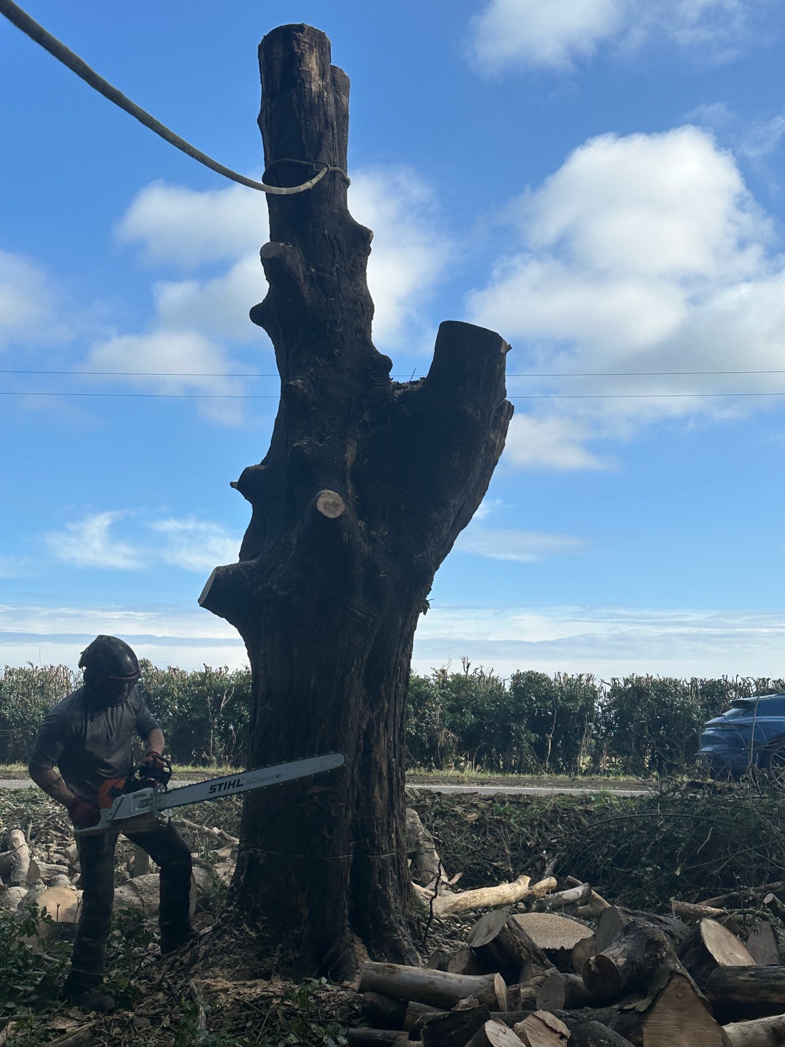 Tohunga Tree Services work photo 3
