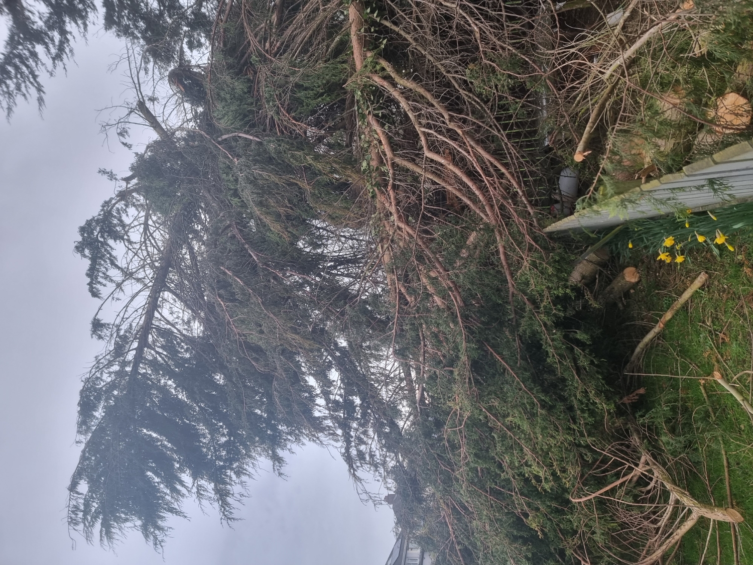 MM Tree & Garden Services work photo 2