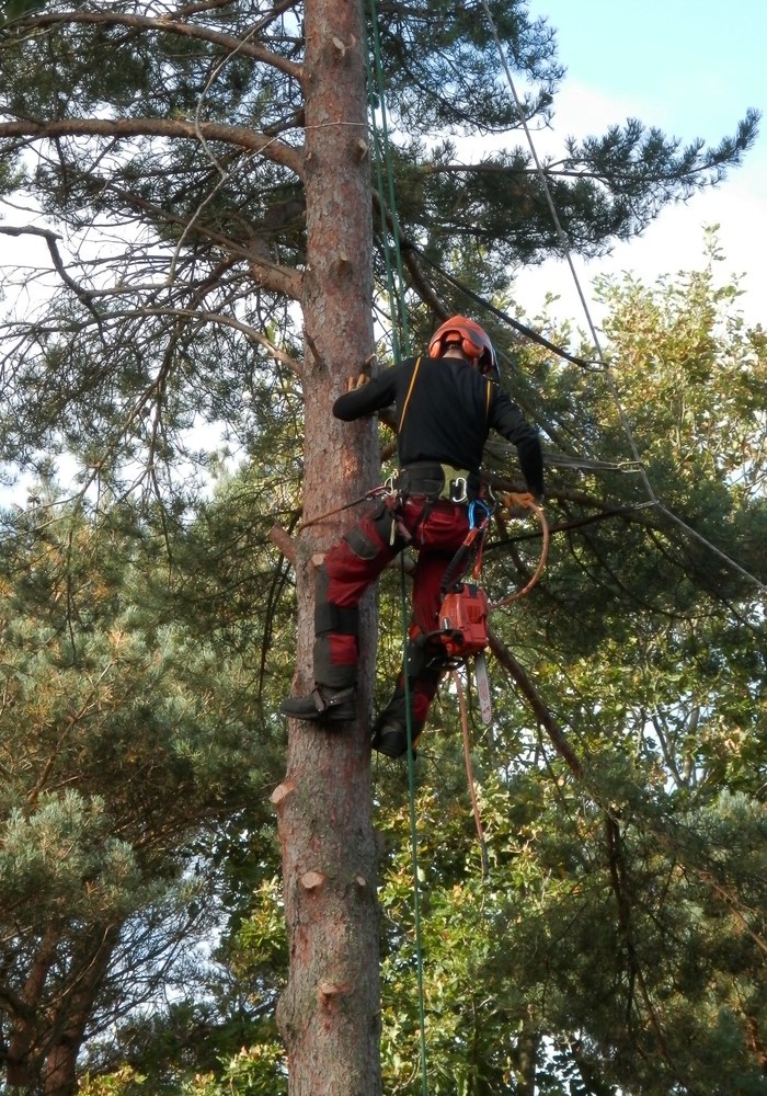 ECO TREE CARE EAST LTD work photo 3