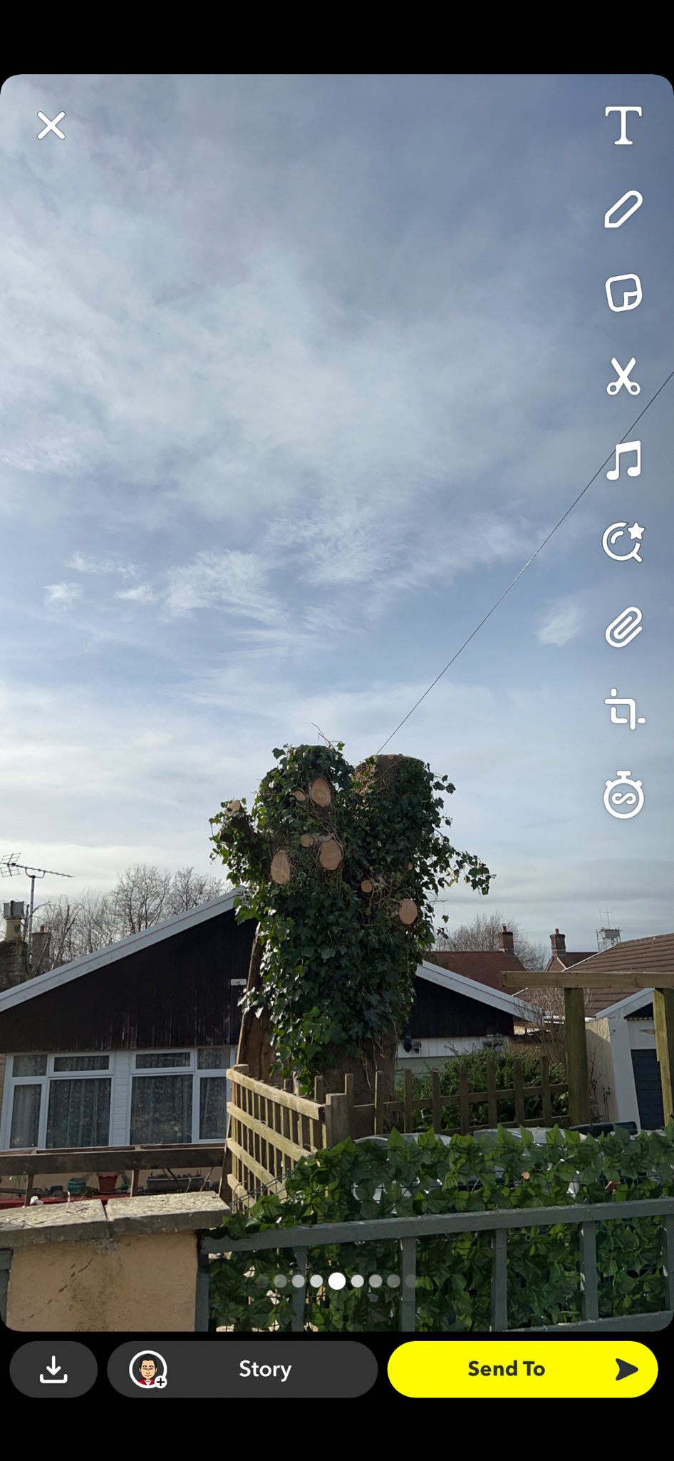 Orchard Tree Surgeon work photo 3
