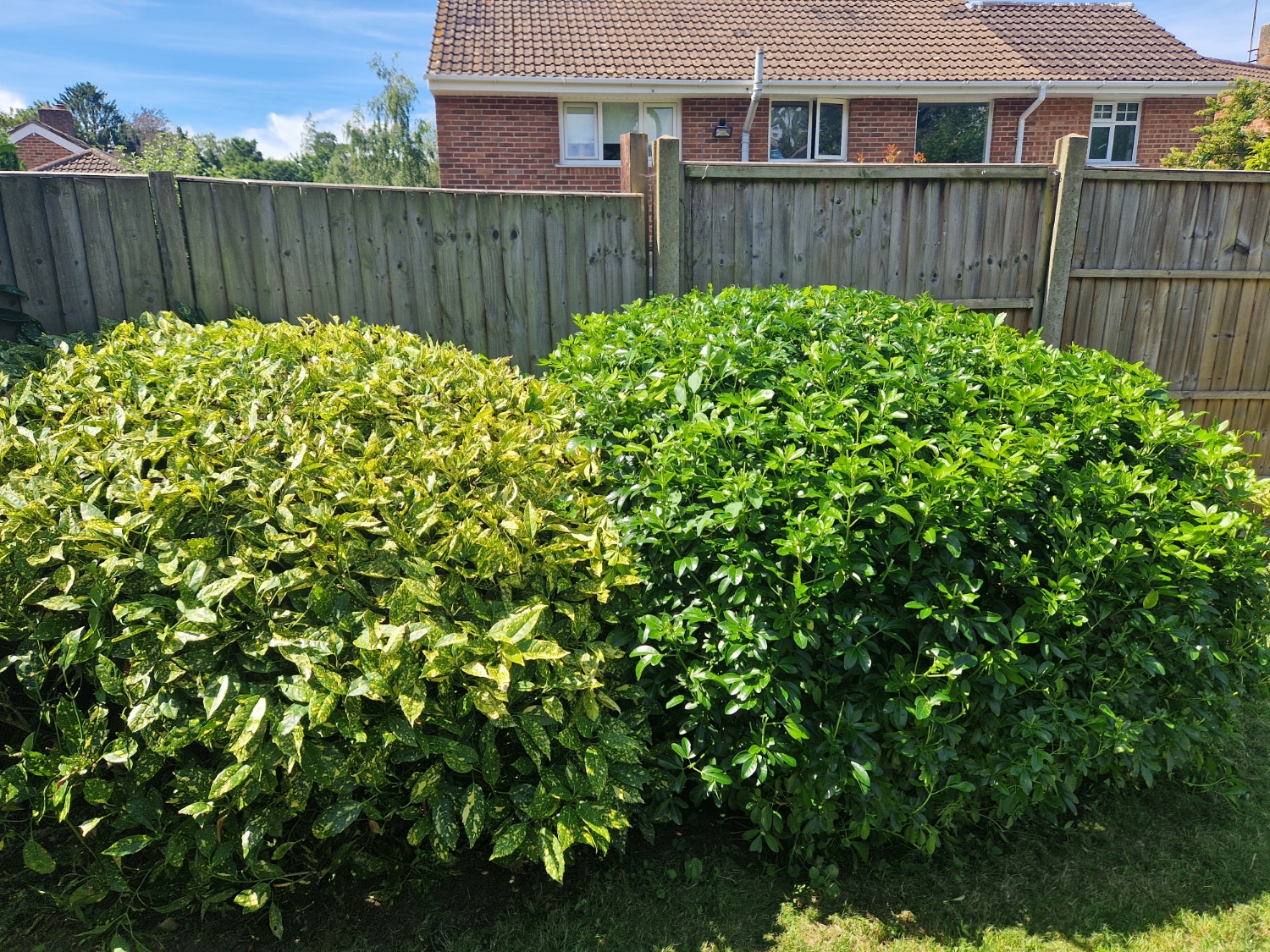 South Gardening Services work photo 4