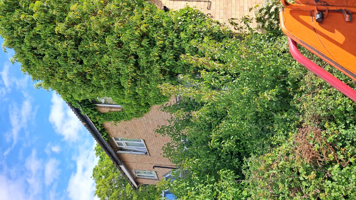 JS Tree Services work photo 2