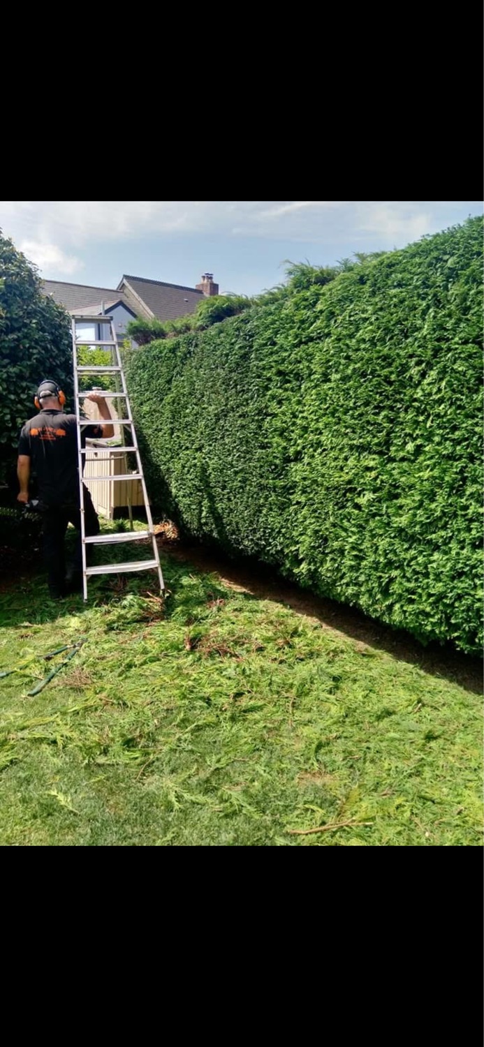 M Jones Tree & Garden Maintenance work photo 3