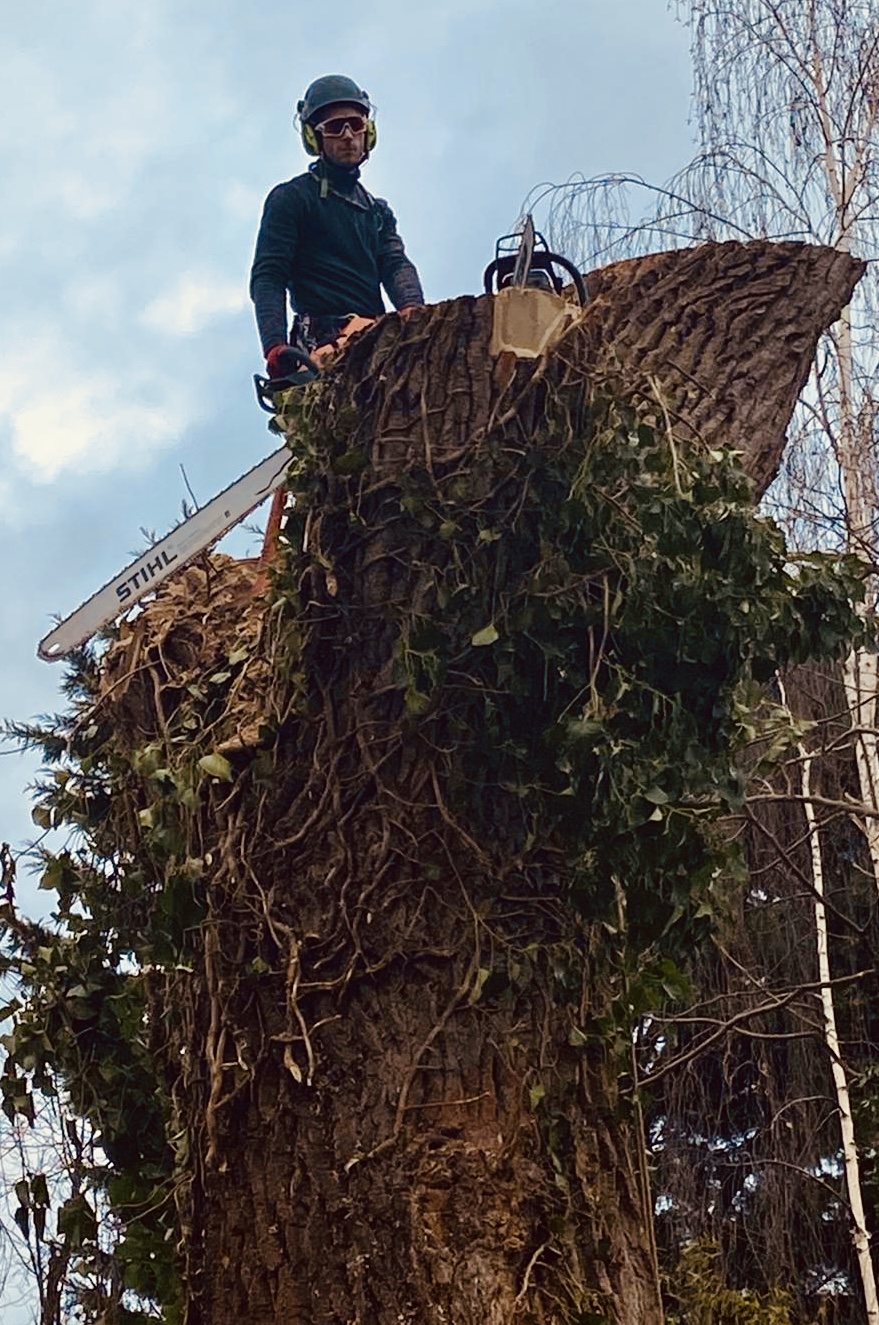 Olympia Tree Management work photo 1