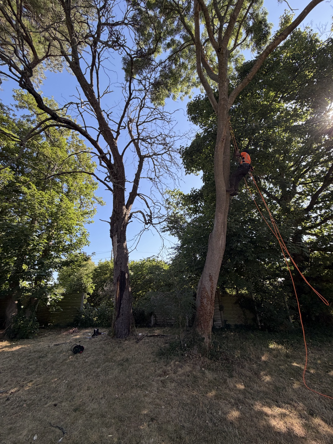 Oakforge Tree Care LTD work photo 1