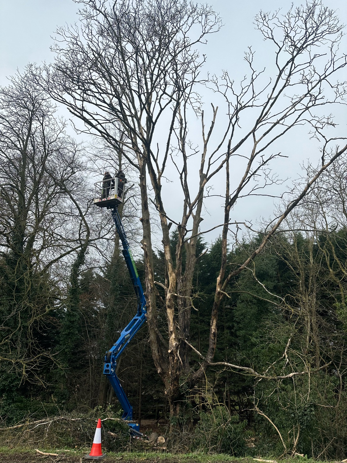 Tohunga Tree Services work photo 2