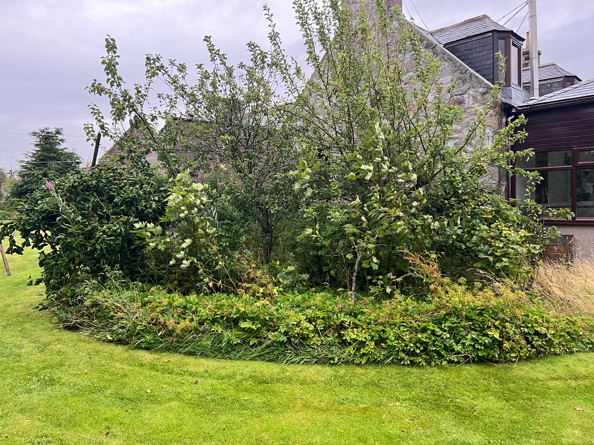 Harlaw Tree & Landscaping Services work photo 1