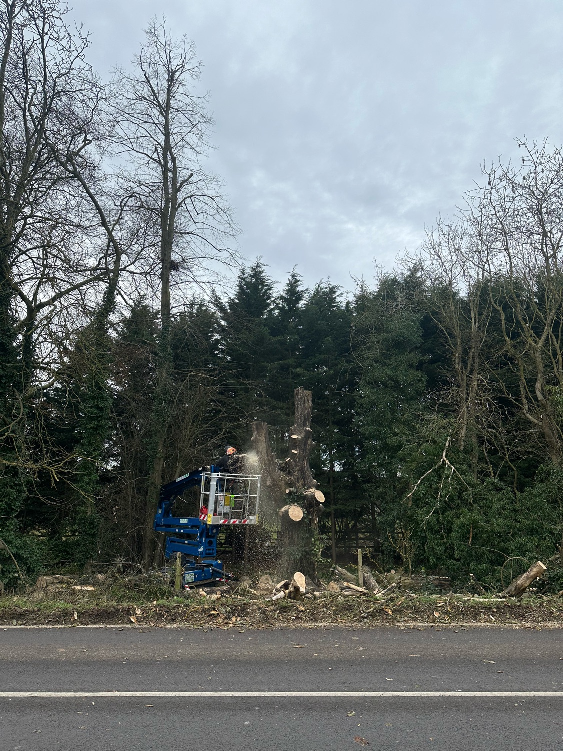 Tohunga Tree Services work photo 1