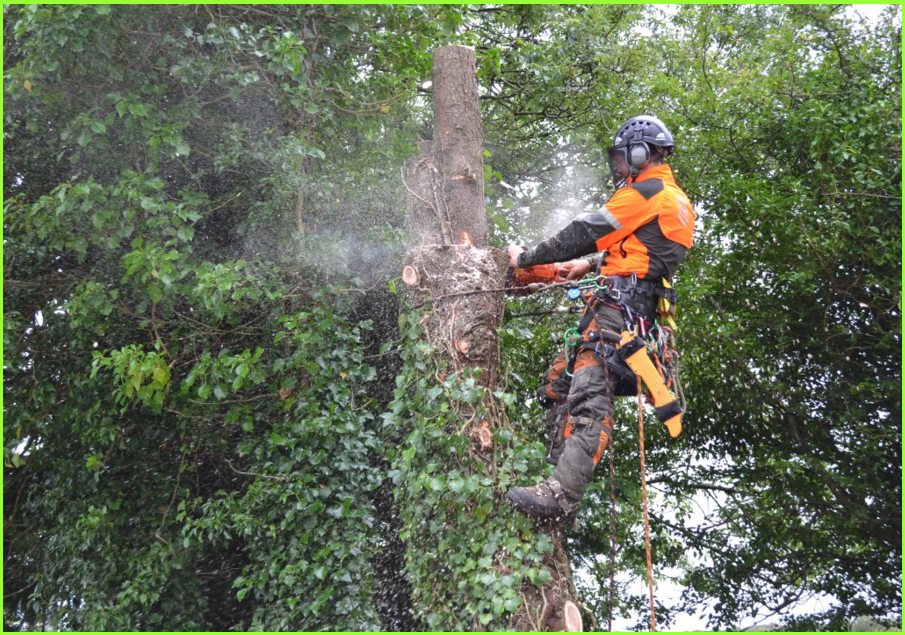 ECO TREE CARE EAST LTD work photo 1