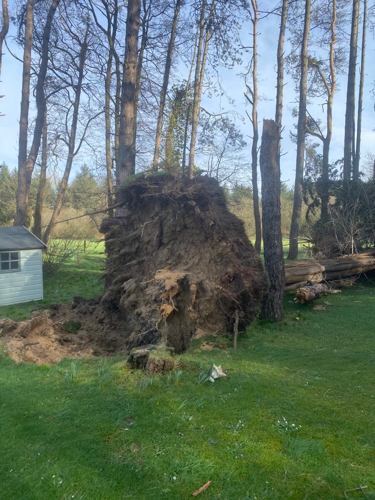 NEVE FORESTRY SERVICES work photo 3