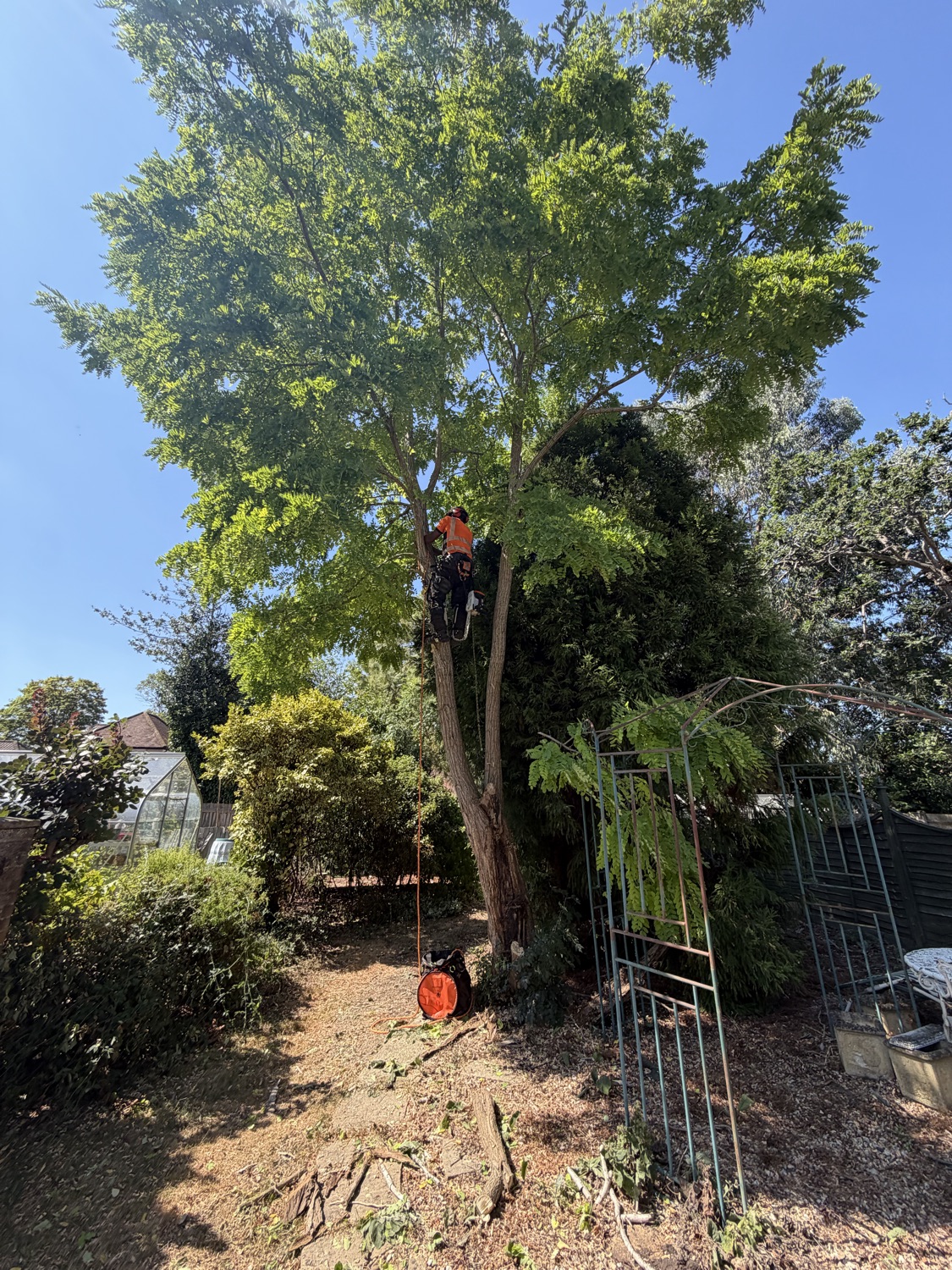 Oakforge Tree Care LTD work photo 2
