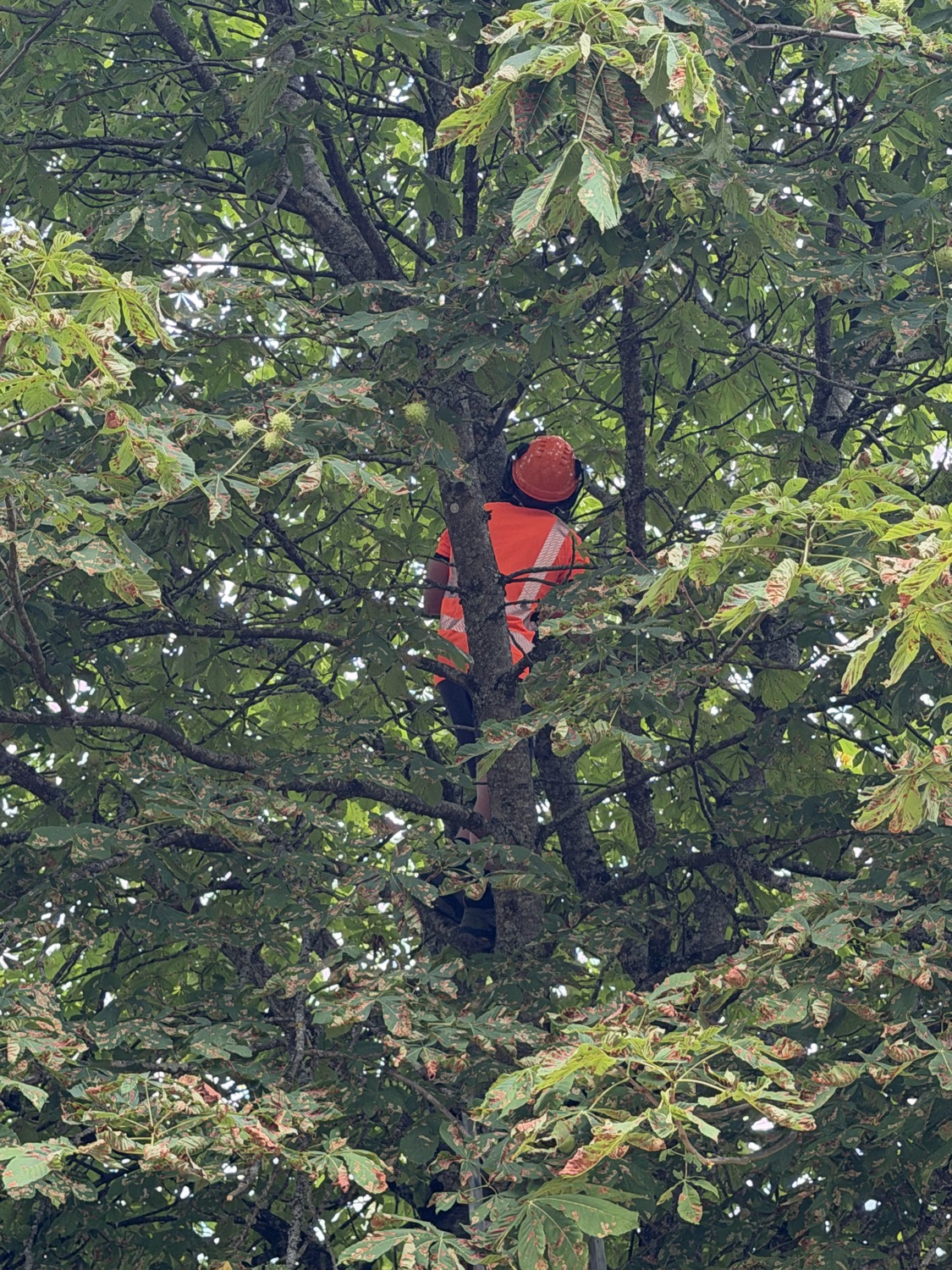 Landmark tree and landscaping work photo 3