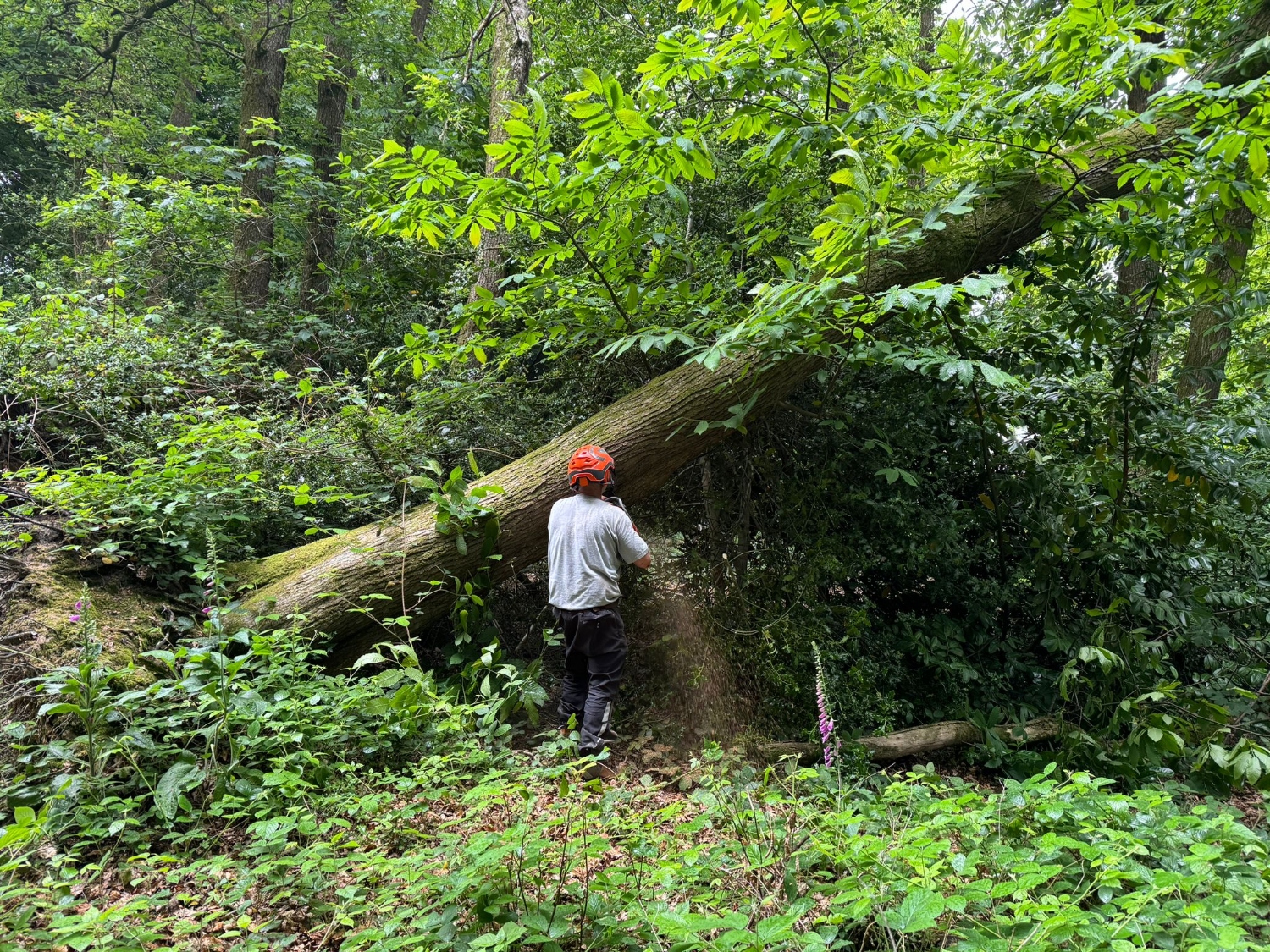 NEVE FORESTRY SERVICES work photo 1