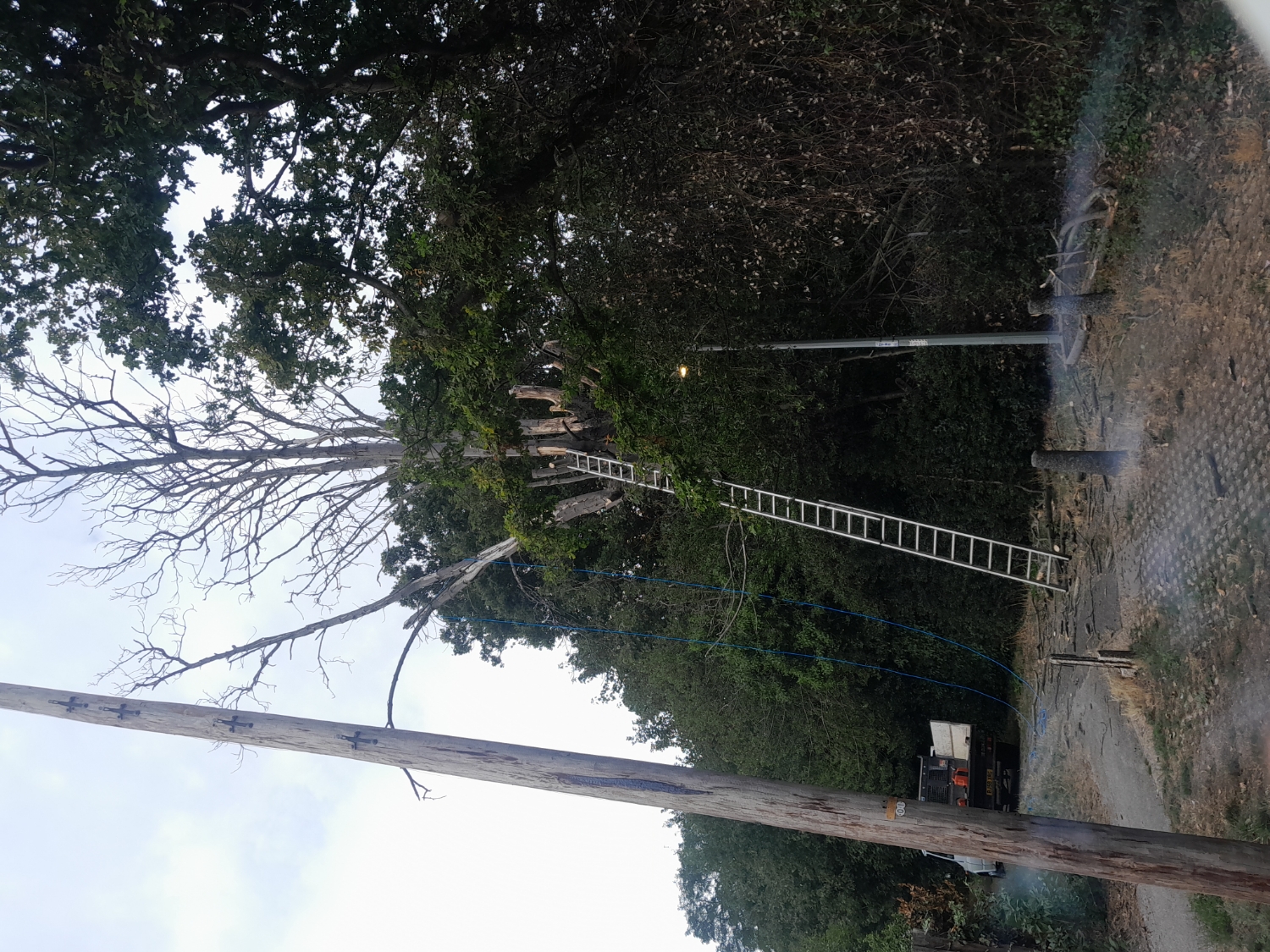 WP Tree Surgery work photo 1