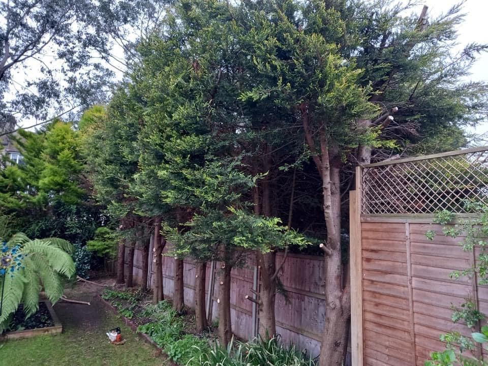 Harlaw Tree & Landscaping Services work photo 4