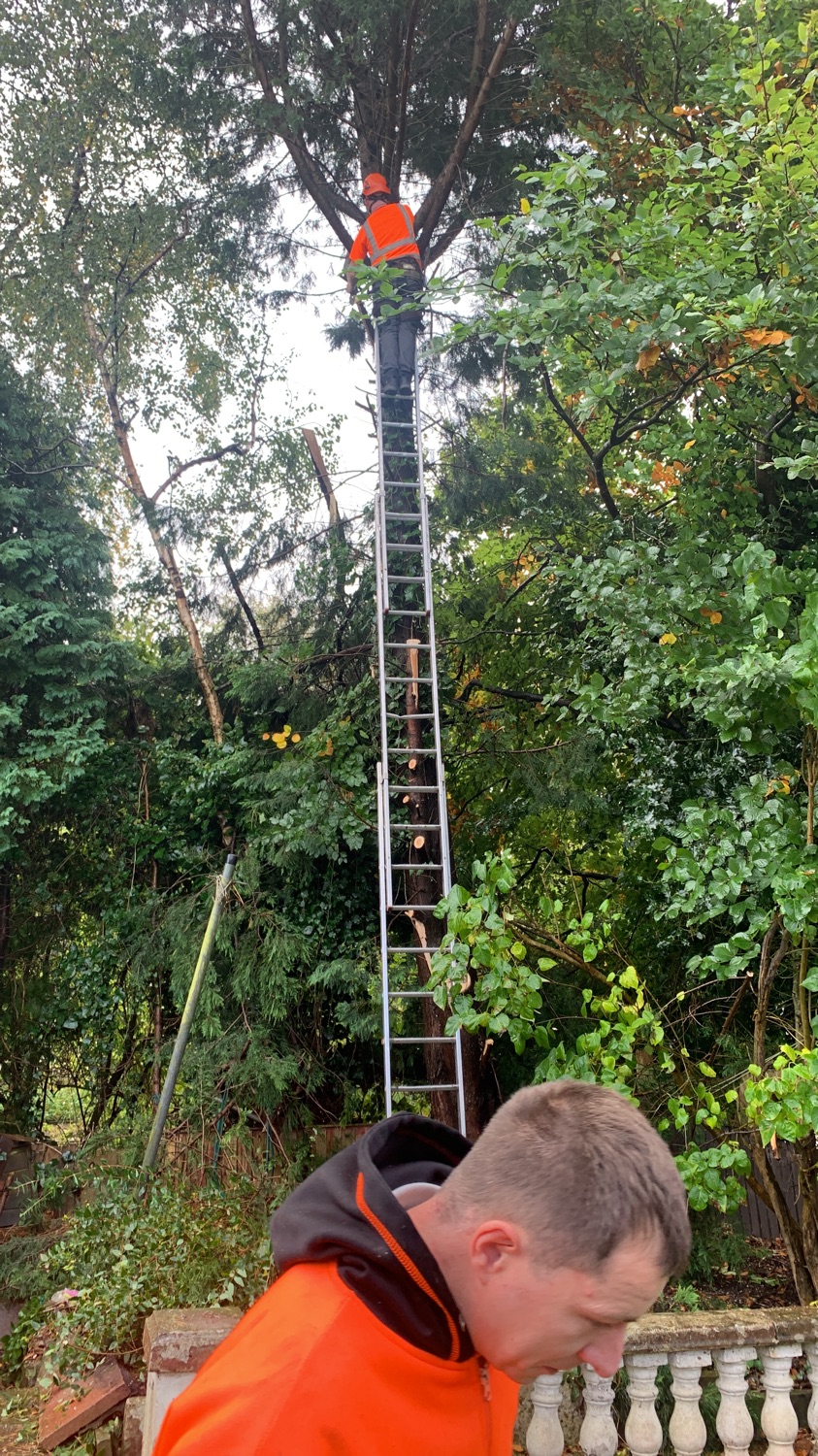 BK & SONS TREE & LANDSCAPING work photo 1