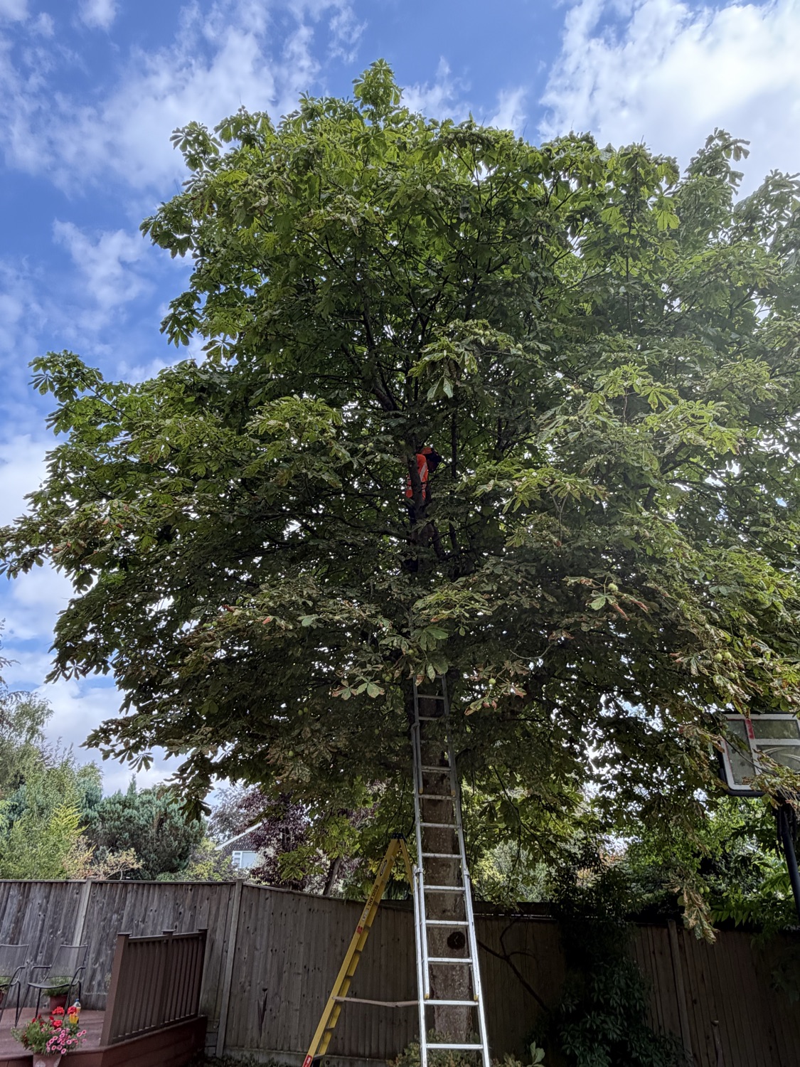 Landmark tree and landscaping work photo 1