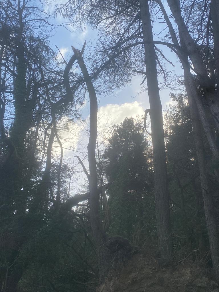 NEVE FORESTRY SERVICES work photo 2