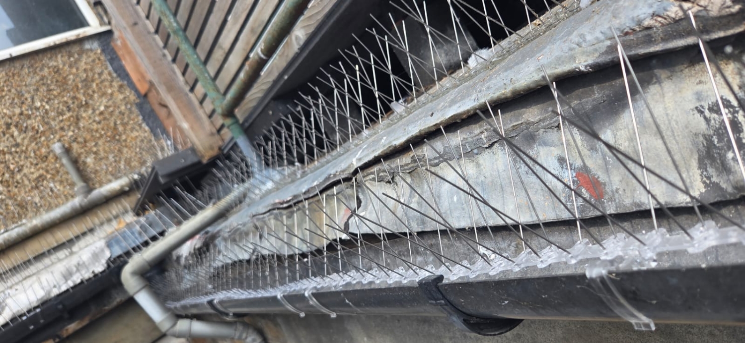 GLENGALL PEST CONTROL SERVICES LTD work photo 1