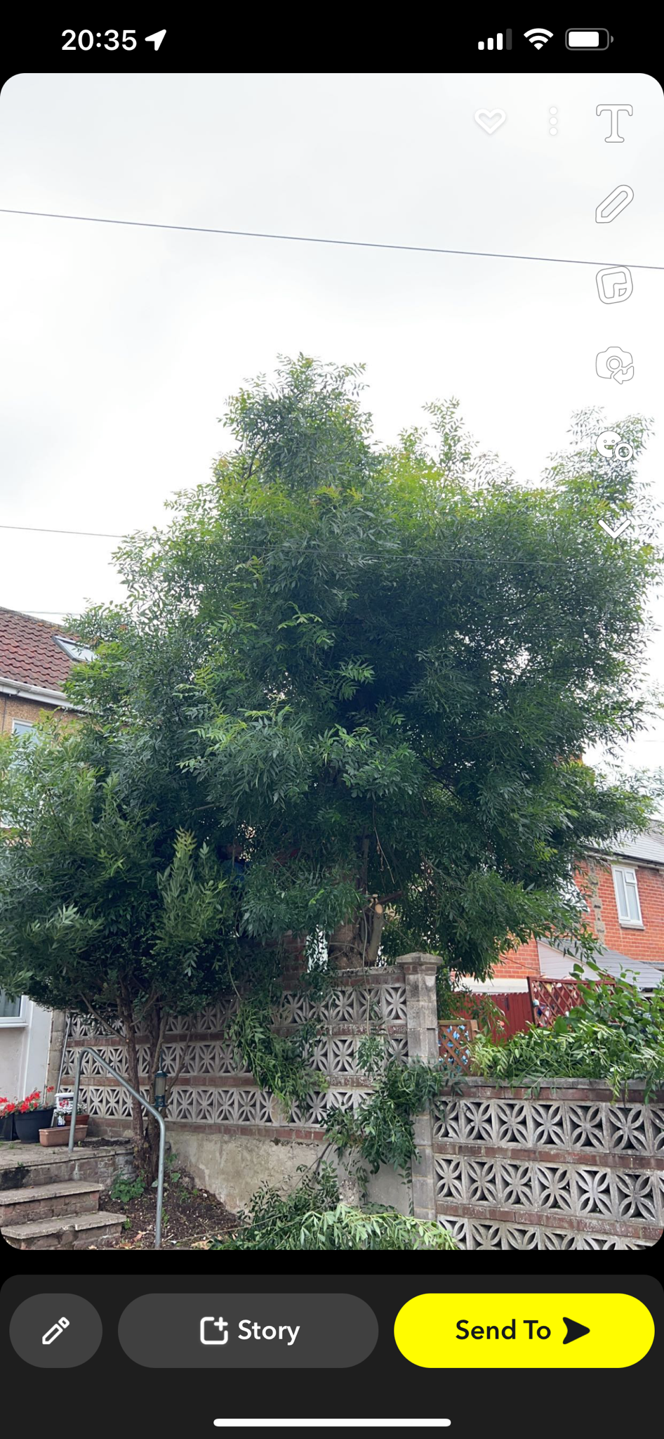 Orchard Tree Surgeon work photo 6
