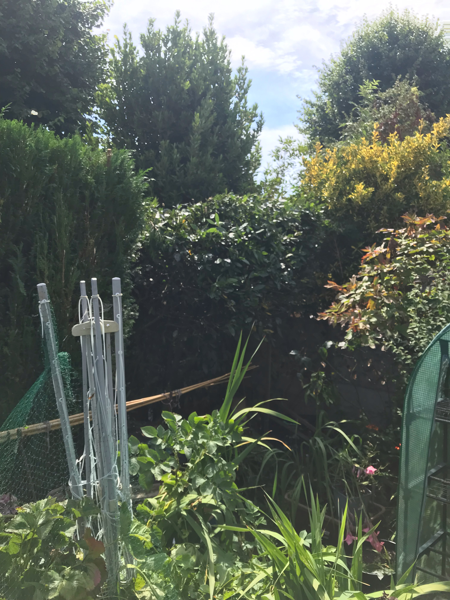 DLS Tree Services work photo 3