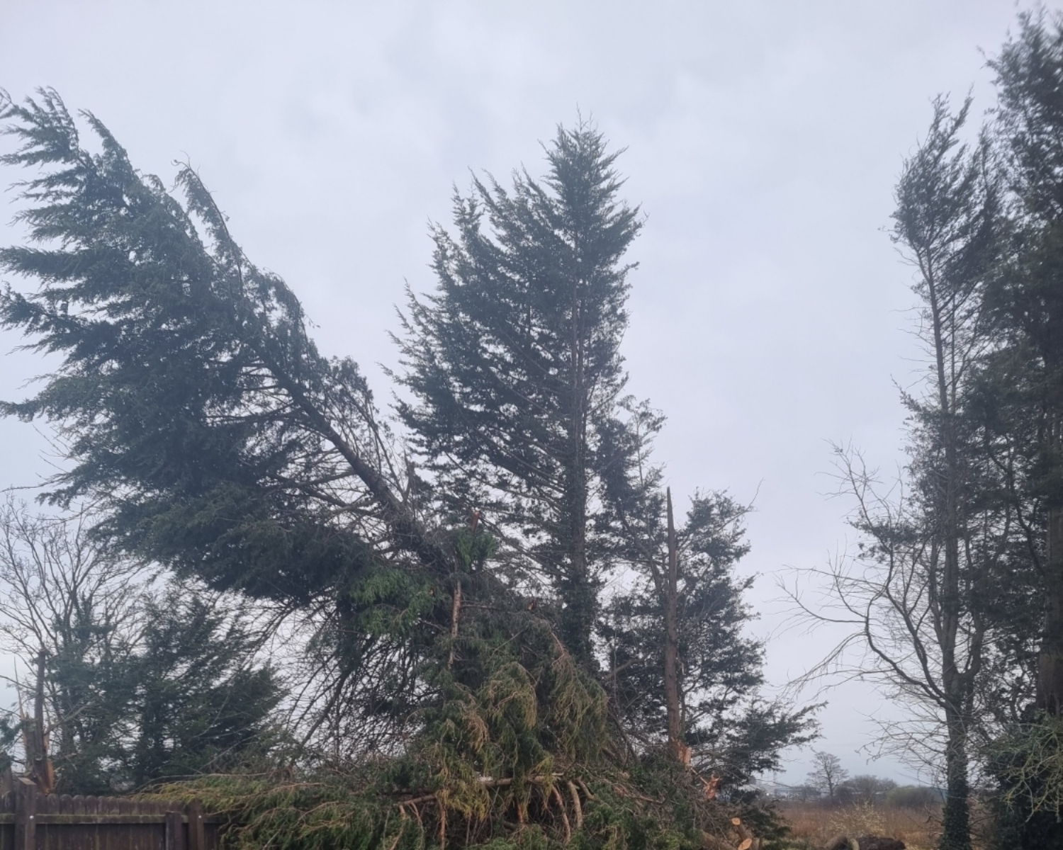 MM Tree & Garden Services work photo 1