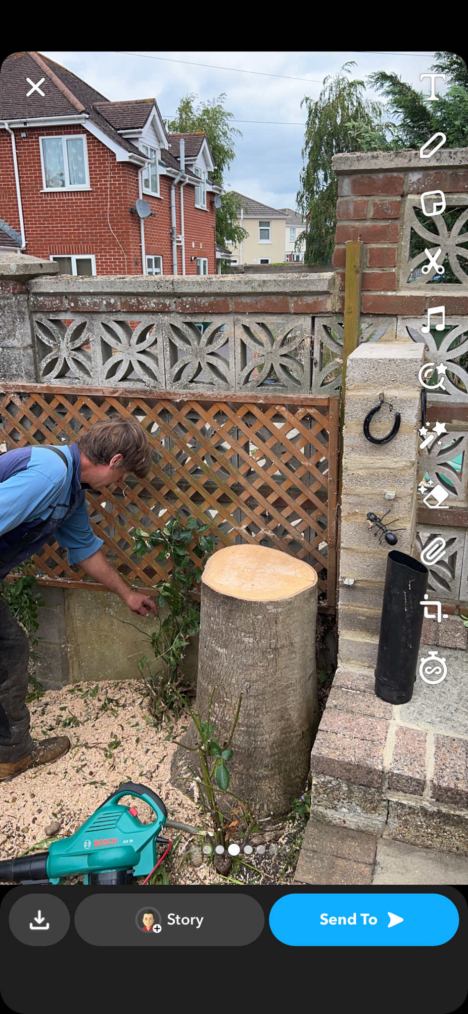 Orchard Tree Surgeon work photo 4