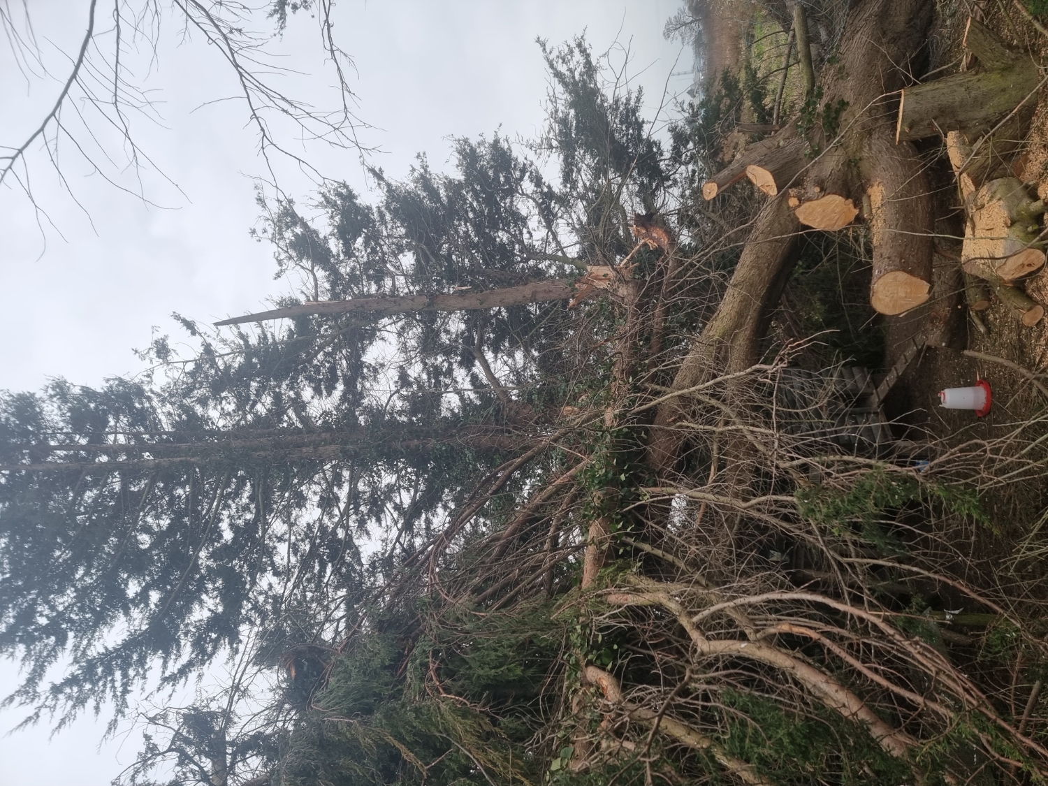 MM Tree & Garden Services work photo 4