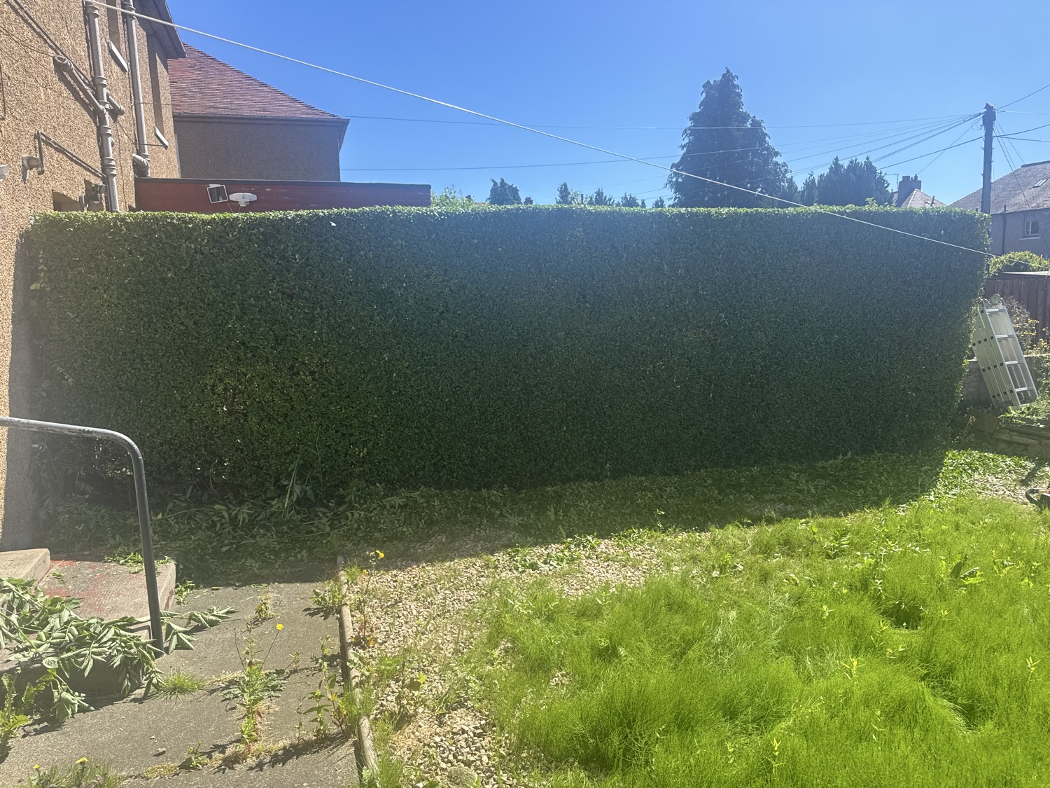 Forth Lawn & Hedges work photo 3