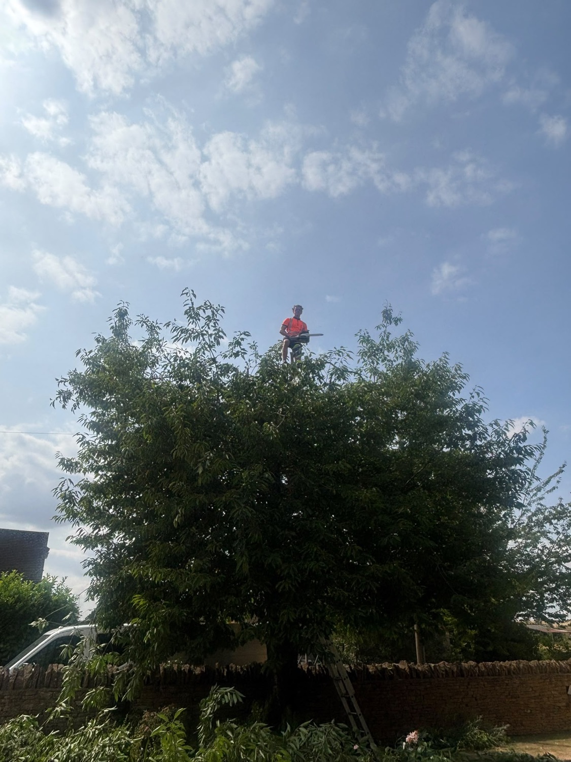 Landmark tree and landscaping work photo 2