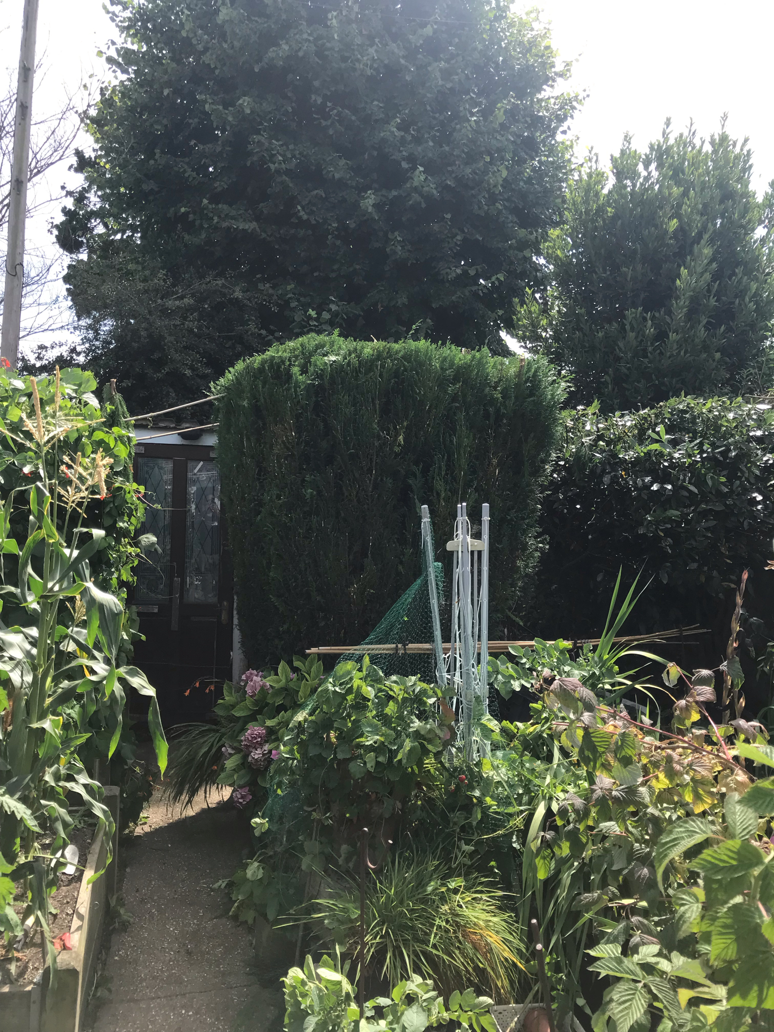 DLS Tree Services work photo 2