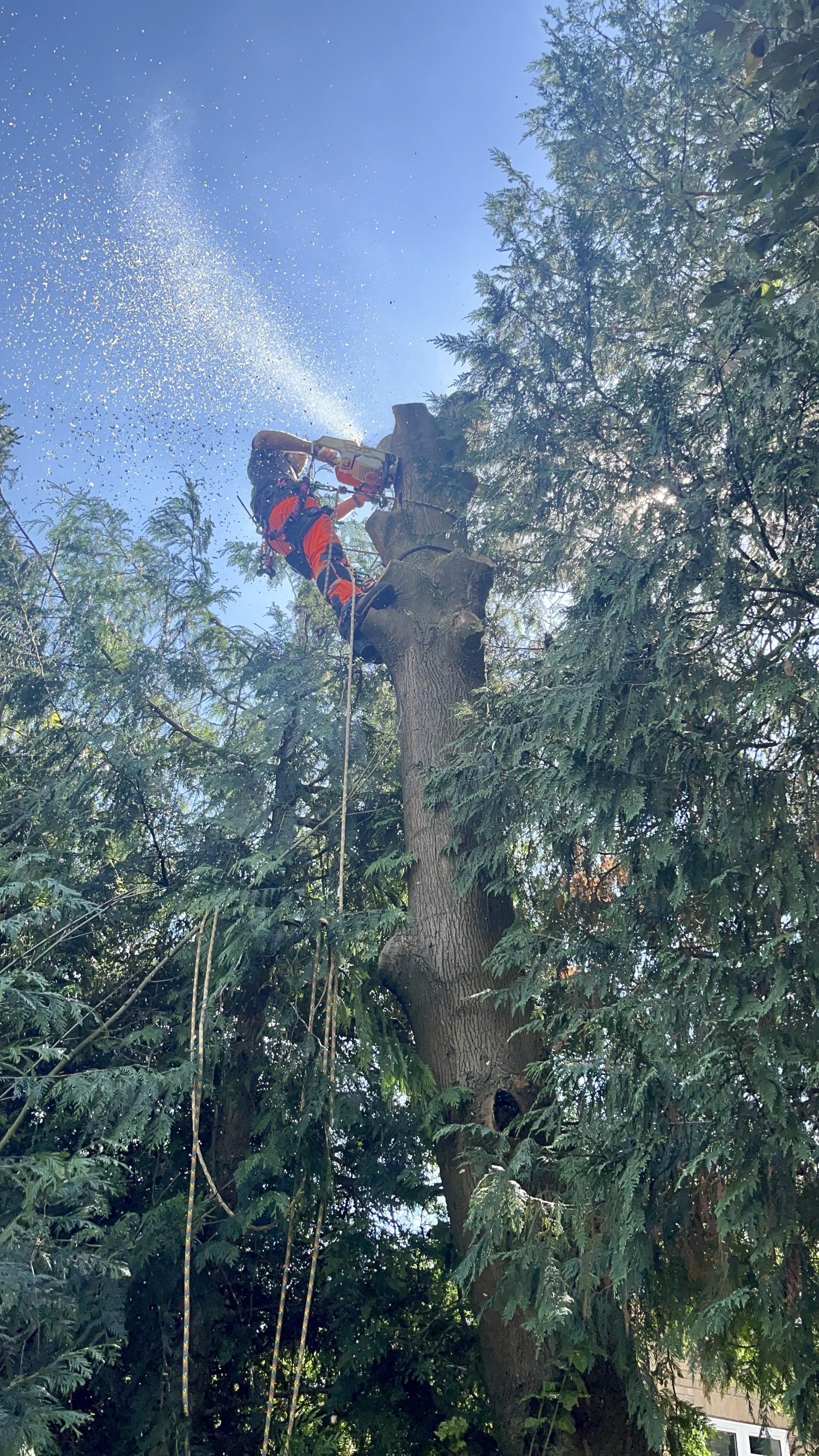Olympia Tree Management work photo 2