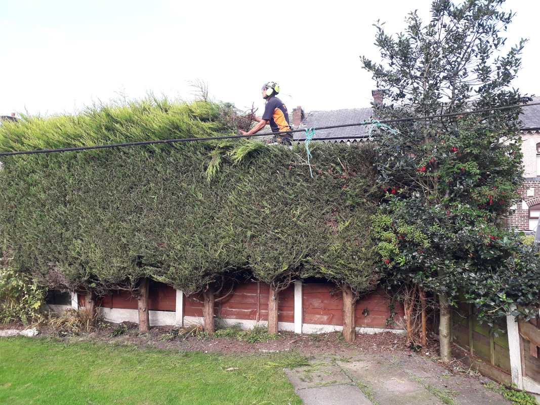 ECO TREE CARE EAST LTD work photo 2