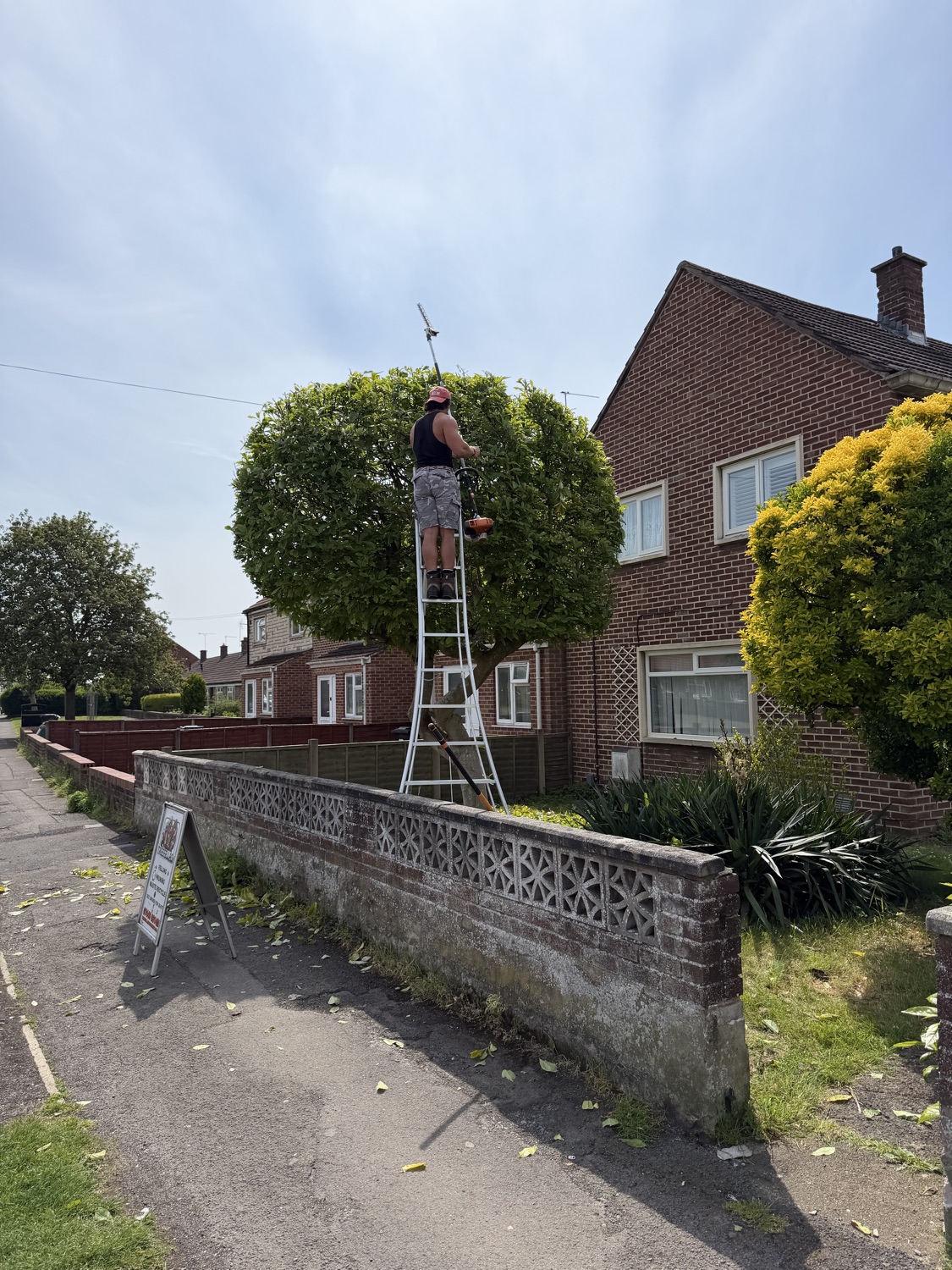 K Lee Stags Tree Specialists work photo 1
