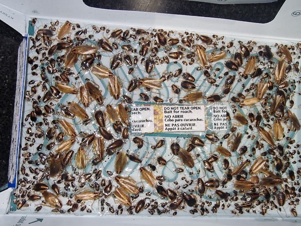 A.R.Pest Control work photo 1