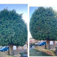 JF TREE CARE & LANDSCAPES work photo 1