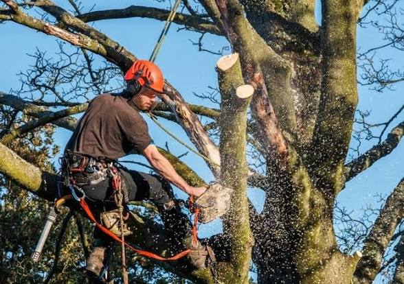 Landmark tree and landscaping work photo 4
