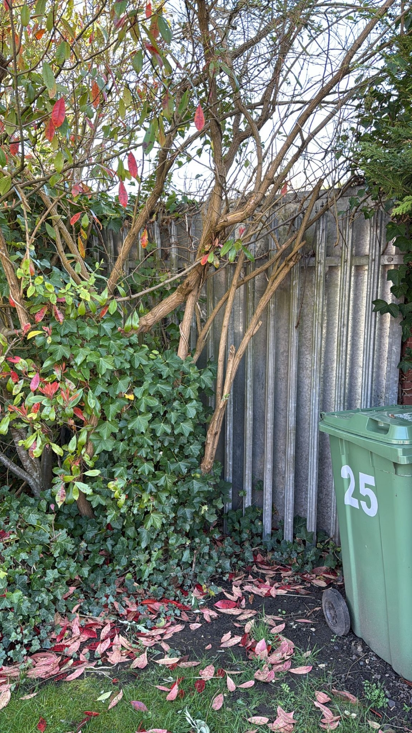 Ashwood Tree Surgeons work photo 1