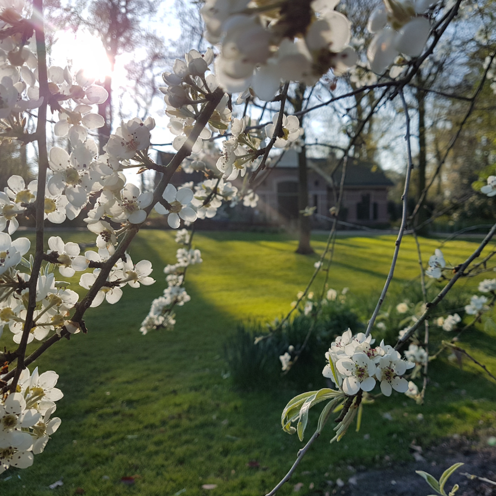 Bloesem in de tuin van het theehuis