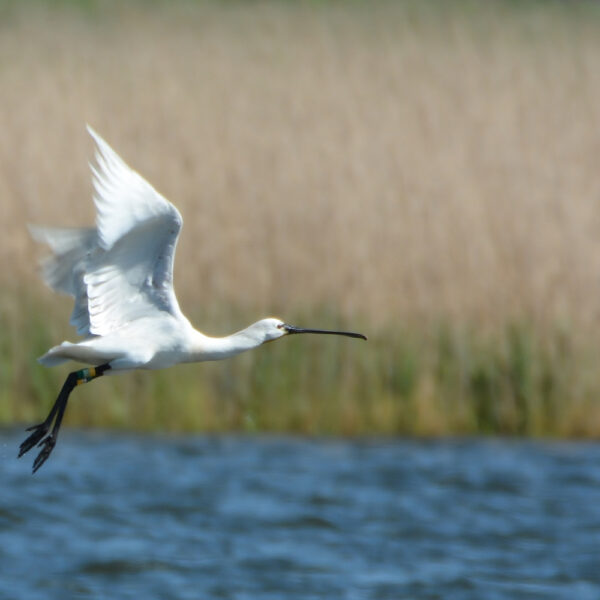 Witte reiger vliegt over een rivier