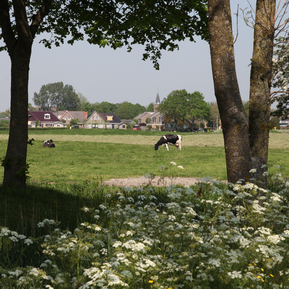 Koeien grazen in de wei met een dorpje op de achtergrond
