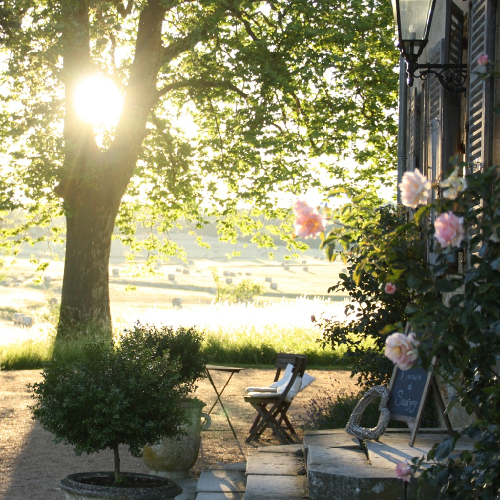 Avondlicht tussen de bomen door, met een terrasje en rozen langs de gevel
