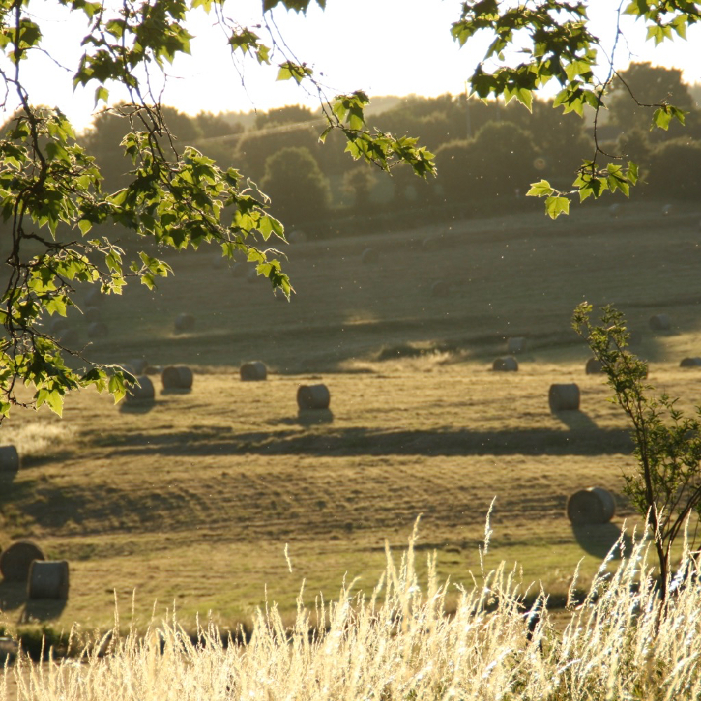 Zicht over de glooiende heuvels met hooibalen, in de avondzon