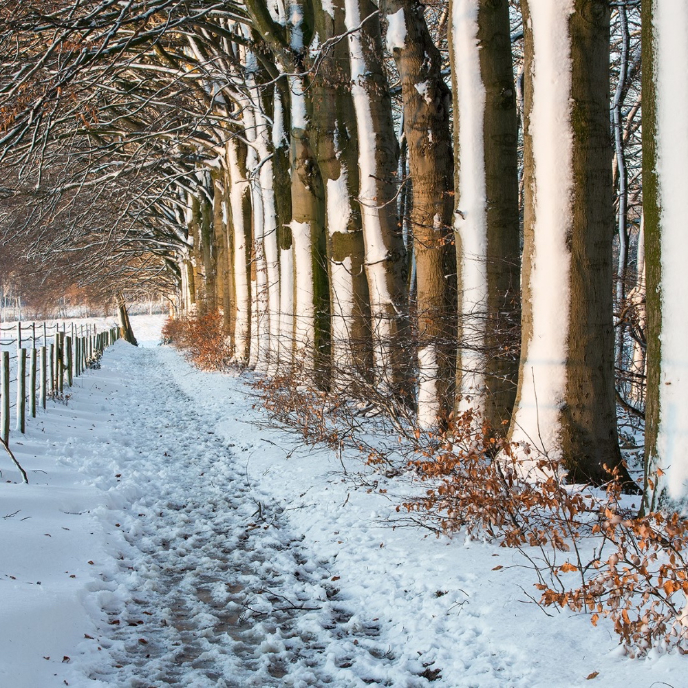 Wandelpad en bomen bedekt met laagje sneeuw
