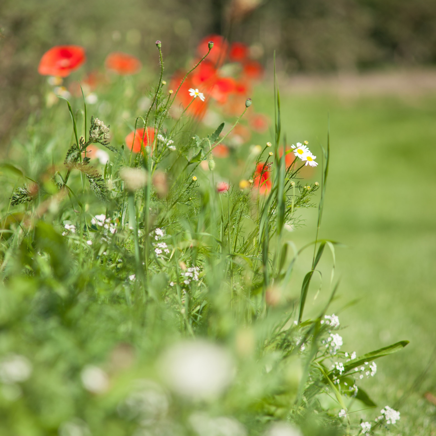 Klaprozen in het gras bij vakantiewoning Groot Okhorst