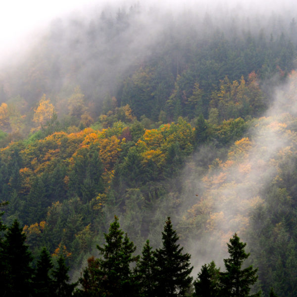 Nevel en wolken boven de (gekleurde) herfstbomen