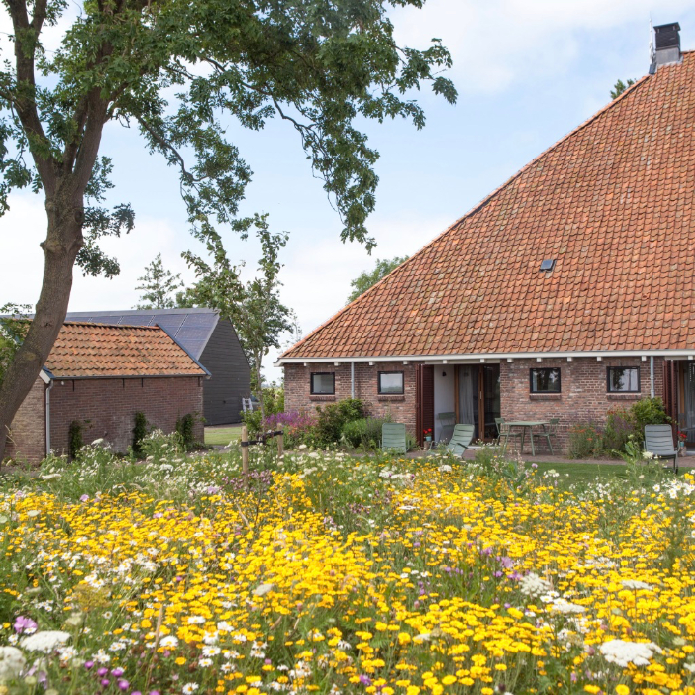 Bloeiende bloemen in het gras bij de boerderij