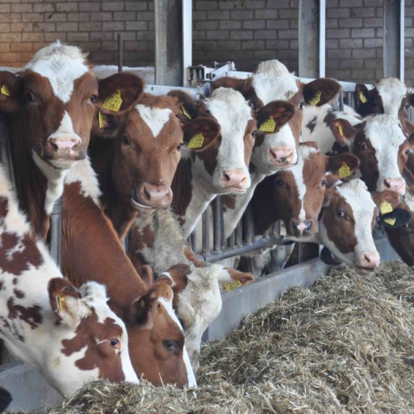 Bruine koeien in stal met hooi voor hek