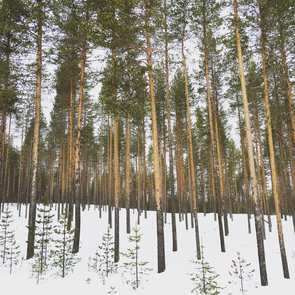 Dennenbos in de sneeuw in Lapland